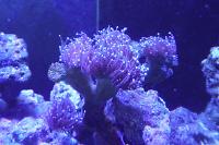 Torch Coral Thumbnail