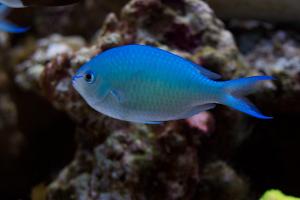 Black Axil Chromis Thumbnail