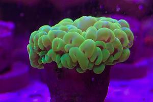 40G Mixed Reef on Mar 13, 2019