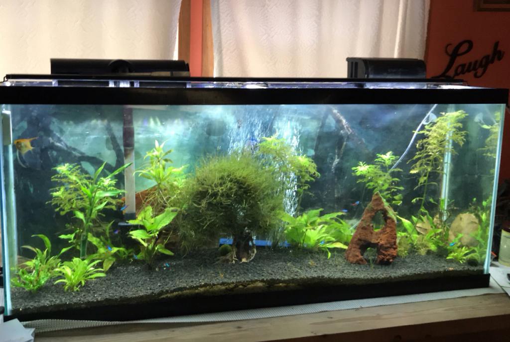 Planted Tank on Mar 14, 2019