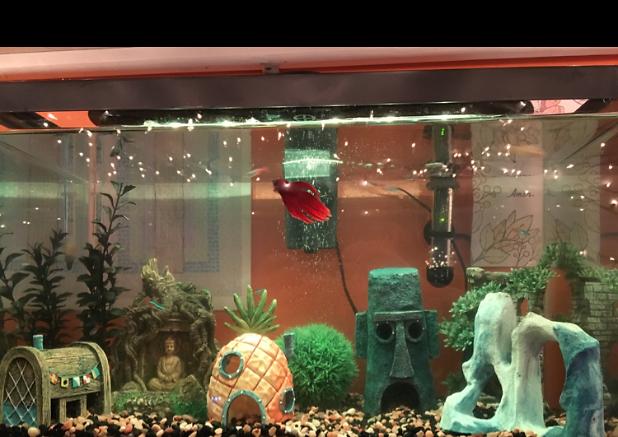 My Aquarium on Mar 15, 2019