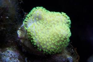 Green Toadstool Mushroom Leather Coral Thumbnail