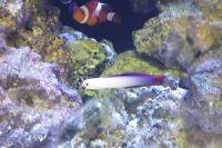 pink fire goby Thumbnail