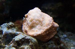 Orange Pavona Coral Thumbnail