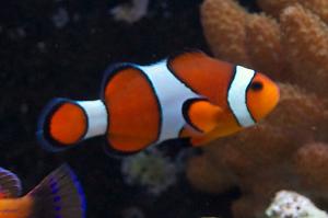 Ocellaris Clownfish Thumbnail