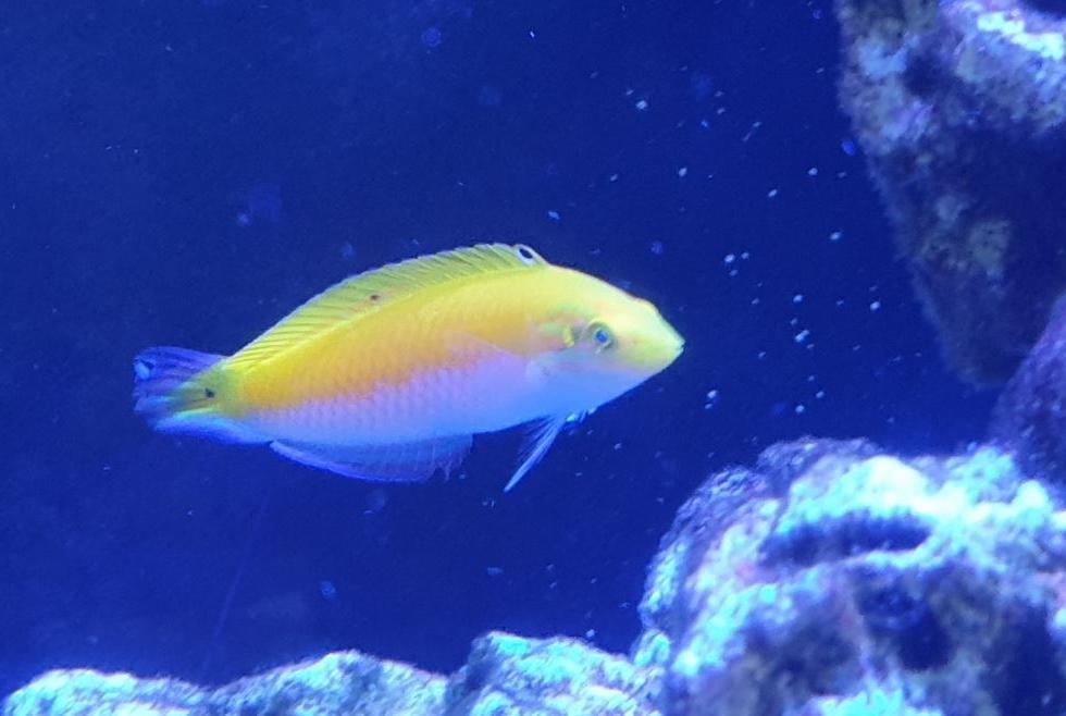 Yellow & Purple Wrasse