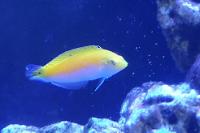 Yellow and Purple Wrasse Thumbnail