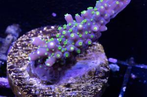 Purple Bonsai Acropora Thumbnail