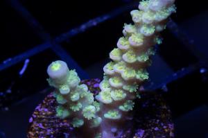 Walt Disney Acropora Thumbnail