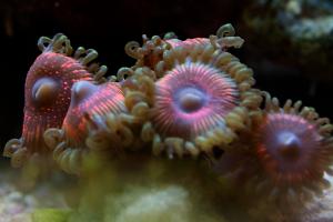 Zoanthid - pink Thumbnail