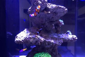 K4 Reef Tank Thumbnail