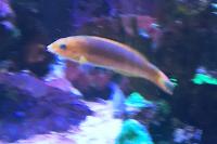 Banana Wrasse Thumbnail