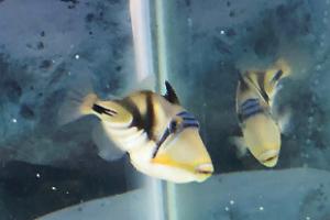 Humu Picasso Triggerfish Thumbnail