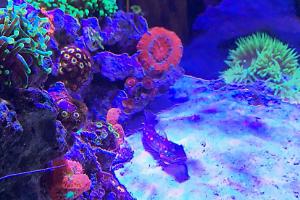 Manny’s Reef Thumbnail