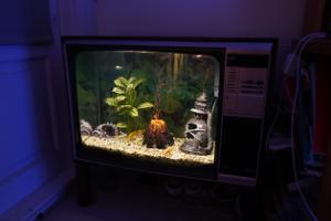 FishTank TV Thumbnail