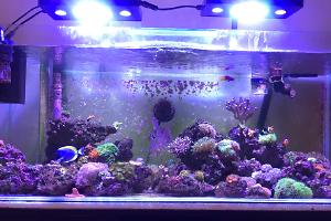 75 Gallon Reef  Thumbnail