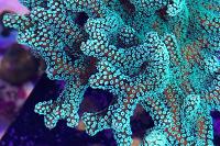 Birdsnest Coral