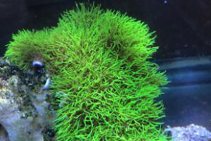 Starburst Polyp Thumbnail