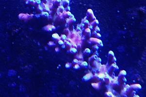 Tort Coral Thumbnail