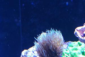 Electric Green Xenia Star Polyps Thumbnail