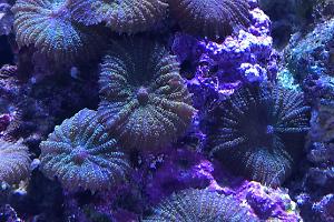 Mushroom Coral Thumbnail