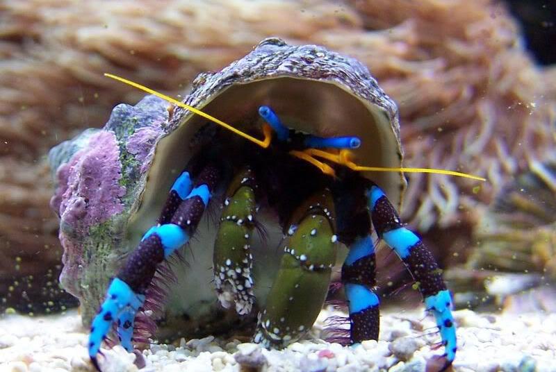 Electric Blue Hermit Crab