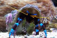 Electric Blue Hermit Crab Thumbnail