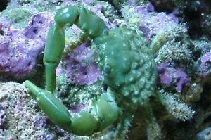 Emerald Crab