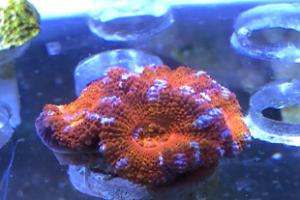 Brain Coral Thumbnail