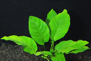 Anubias nana Thumbnail