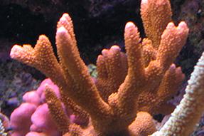 orange Montipora digitata Thumbnail