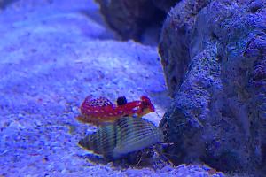 Blue Legged Hermit Crab Thumbnail