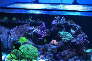 65 gallon planet aquarium on Apr 23, 2019