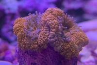 40G Mixed Reef on Apr 24, 2019