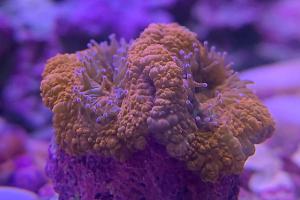 40G Mixed Reef on Apr 24, 2019