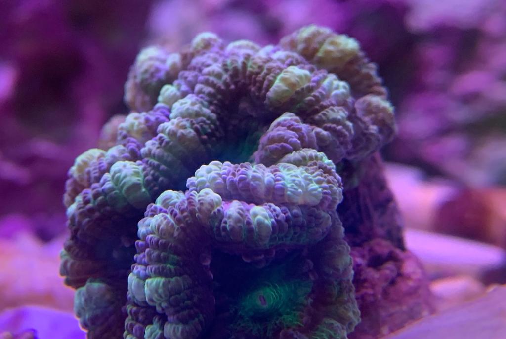 40G Mixed Reef on Apr 24, 2019