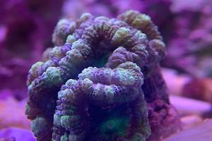 40G Mixed Reef on Apr 24, 2019