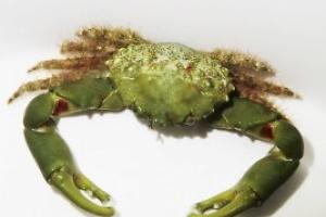 Emerald Crab Thumbnail