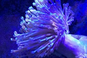 Toadstool Mushroom Leather Coral Thumbnail