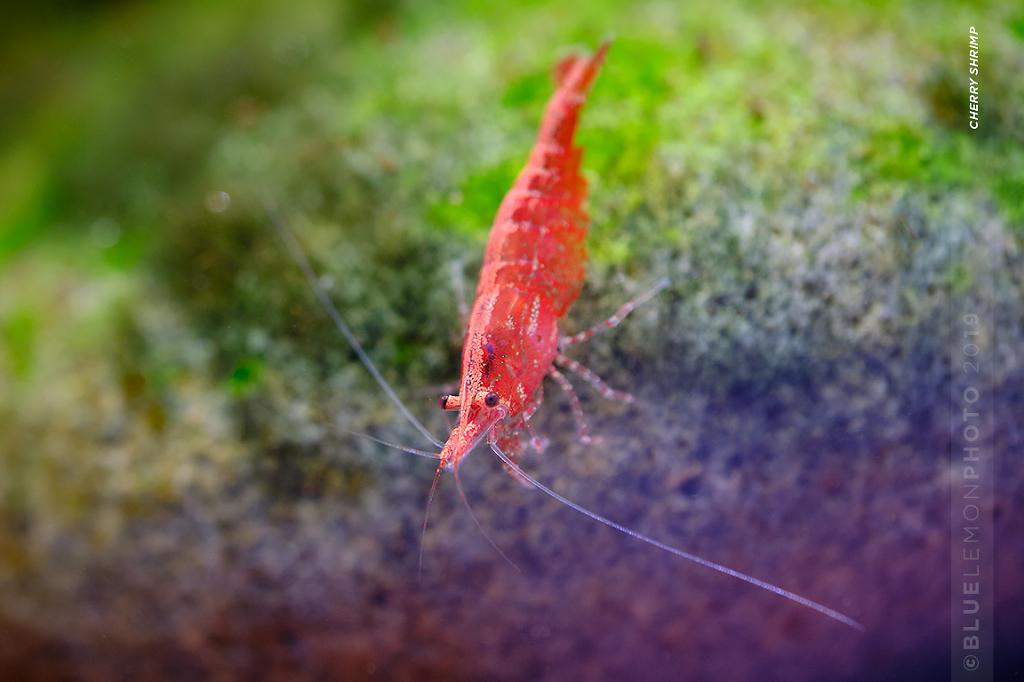 Red Cherry Shrimp / Neocaridina denticulata sinensis 572