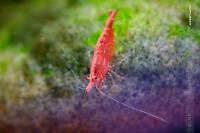 Red Cherry Shrimp Thumbnail