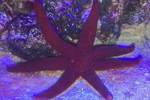 Linckia Sea Star Thumbnail