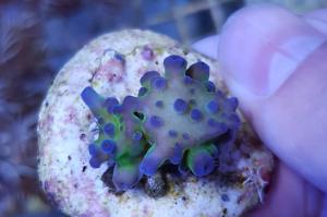 Acropora miyagi tort Thumbnail