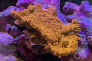 Orange Plate Montipora on May 3, 2019