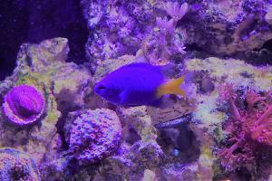 Yellowtail Damselfish Thumbnail