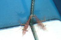 Camel Shrimp Thumbnail