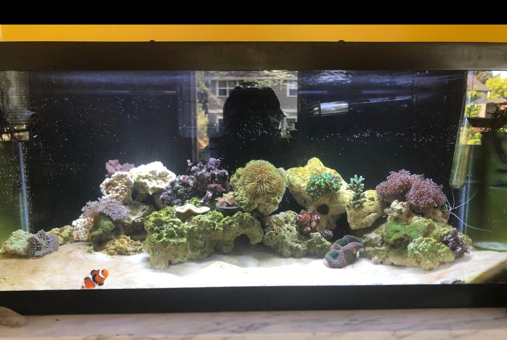 Jay and tori’s 20 gallon reef on May 6, 2019