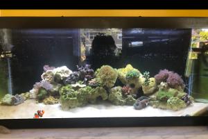 Jay and tori’s 20 gallon reef on May 6, 2019