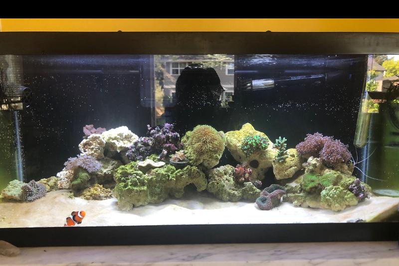 Jay and tori’s 40 gallon reef Thumbnail