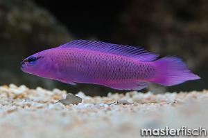 Orchid Dottyback Thumbnail